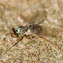 Medetera bistriata