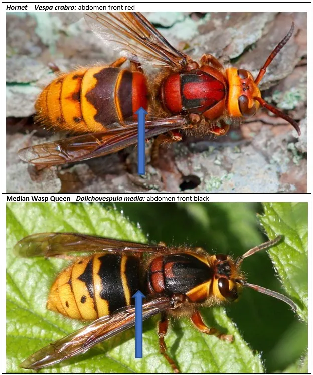Median Wasp