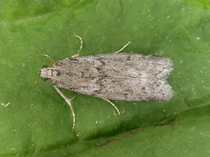 Mediterranean Flour Moth - Ephestia kuehniella