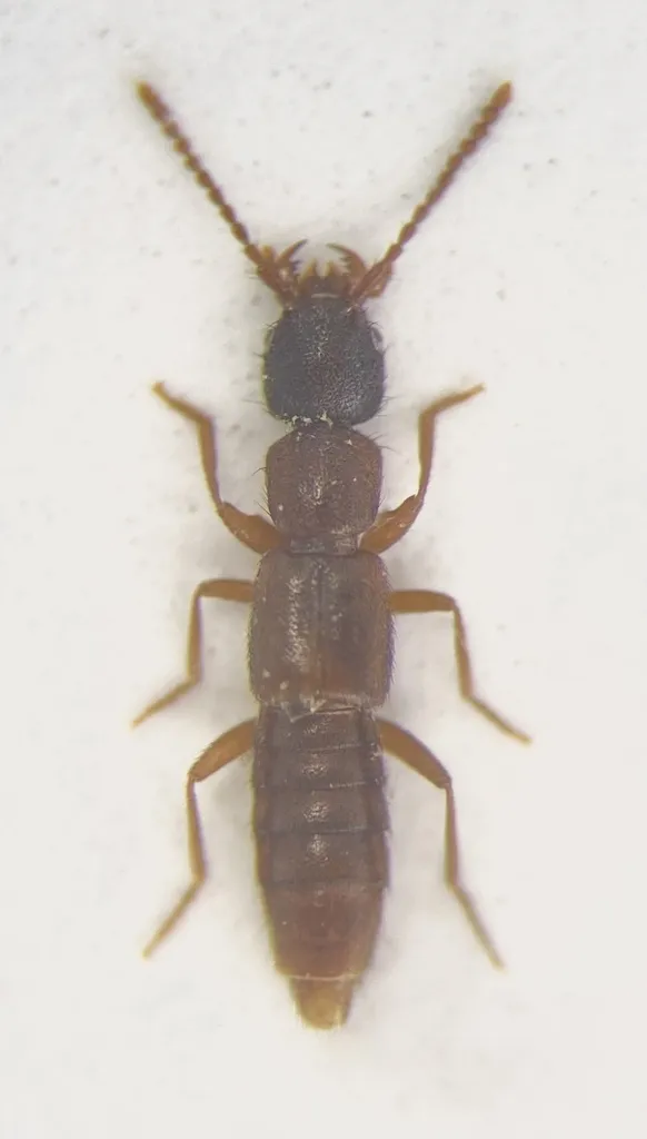 Medon fusculus - photo 2