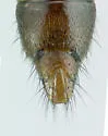 Medon icarus - photo 2
