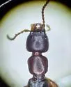 Medon insularis - photo 3
