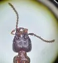 Medon insularis - photo 4