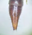 Medon insularis - photo 5