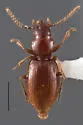 Medusapyga alsea - Medusapyga alsea