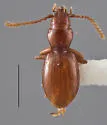 Medusapyga chehalis