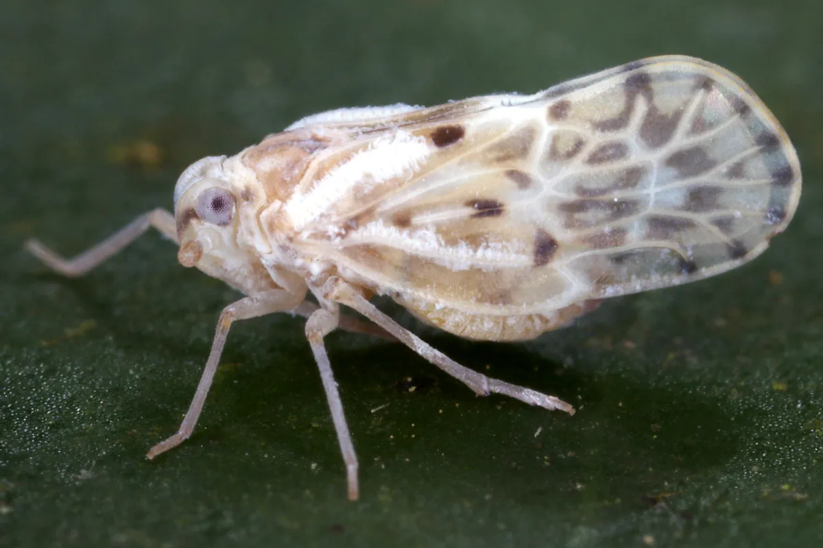 Meenoplid Planthoppers - photo 2