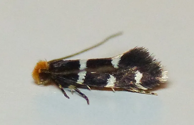 Meessiidae - photo 3