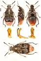 Megabruchidius dorsalis - Megabruchidius dorsalis