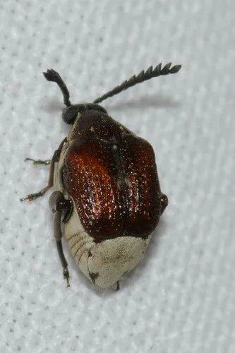 Coastal Red Bruchid
