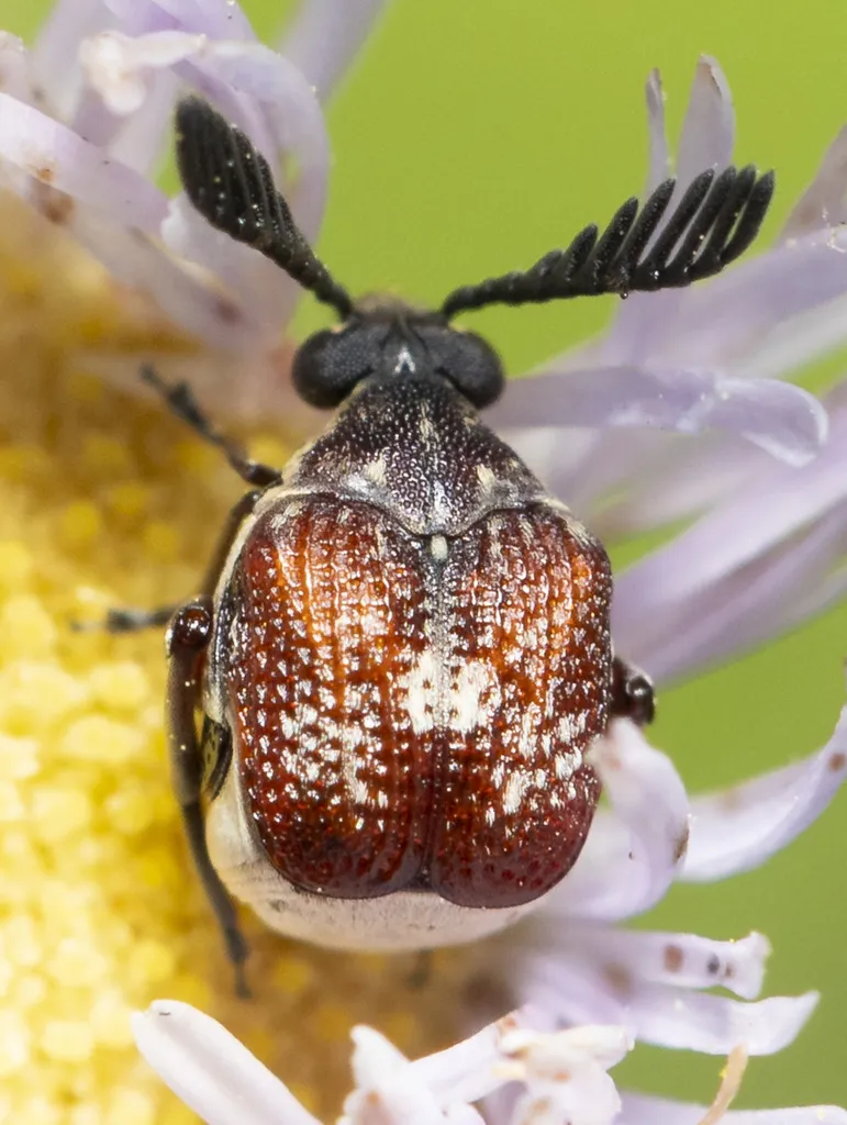 Coastal Red Bruchid - photo 2