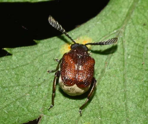 Coastal Red Bruchid - photo 4