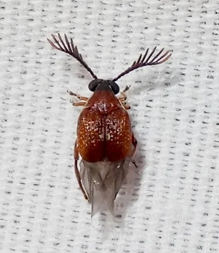 Coastal Red Bruchid - photo 5