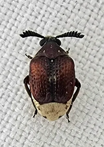 Coastal Red Bruchid - photo 6