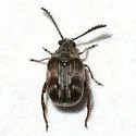 Megacerus cubiculus - photo 2