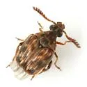 Megacerus cubiculus - photo 3