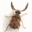 Megacerus cubiculus - photo 4