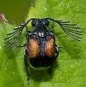 Megacerus cubicus 0