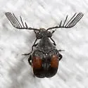 Megacerus discoidus