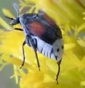 Megacerus discoidus - photo 2