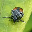 Megacerus discoidus - photo 3