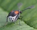Megacerus discoidus - photo 4