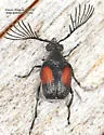Megacerus discoidus - photo 5