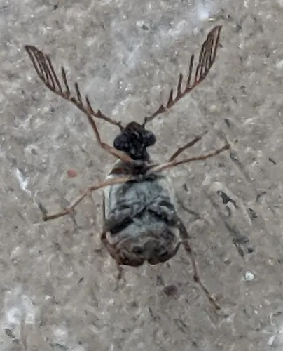 Megacerus impiger - Megacerus impiger