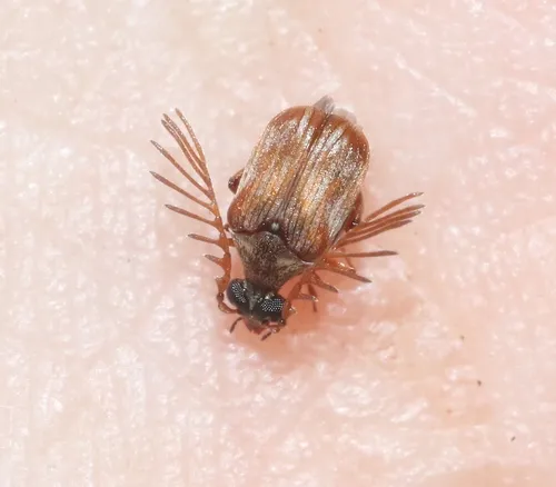 Megacerus impiger - photo 2