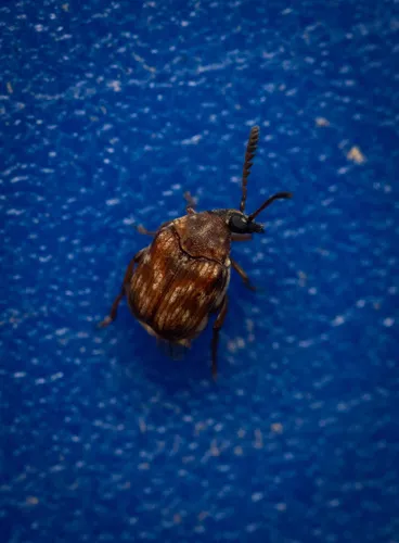 Megacerus impiger - photo 3