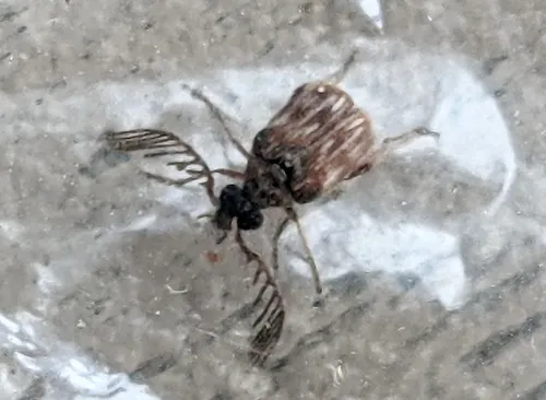 Megacerus impiger - photo 4