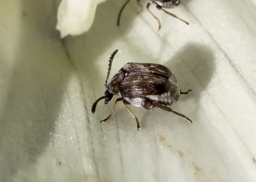 Megacerus impiger - photo 5