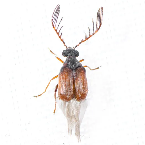 Megacerus impiger - photo 6