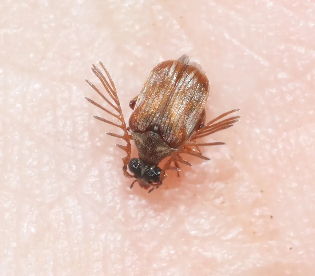 Megacerus impiger - photo 7