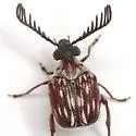 Megacerus leucospilus - photo 2