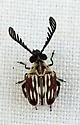 Megacerus leucospilus - photo 4