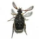 Megacerus maculiventris