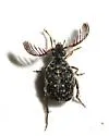 Megacerus maculiventris - photo 2