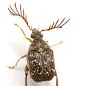 Megacerus maculiventris - photo 3
