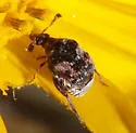 Megacerus maculiventris - photo 4