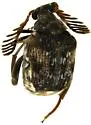 Megacerus maculiventris - photo 5