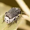 Megacerus schaefferianus