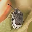Megacerus schaefferianus - photo 2