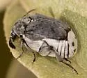 Megacerus schaefferianus - photo 3