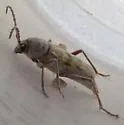 Megacheuma brevipenne - Megacheuma brevipenne