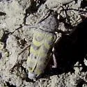 Megacheuma brevipenne - photo 2
