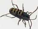 Megacheuma brevipenne - photo 3