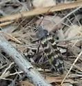 Megacheuma brevipenne - photo 4