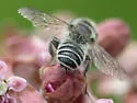 Megachile addenda