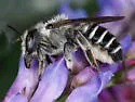 Megachile addenda - photo 2